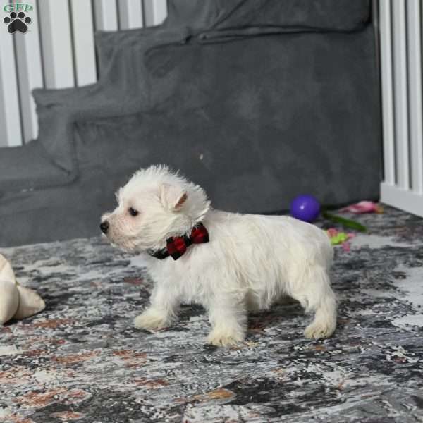 Chip, West Highland Terrier Puppy